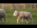 Relaxing Lamb TV for Cats 🐑 Videos for cats