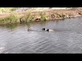 Epic duck chase