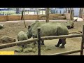 8K Wildlife Adventure: Rhino and Baby Enjoying a Meal at Blair Drummond Safari Park
