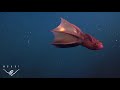 What the vampire squid really eats