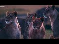 Lion Takes Down Wildebeest | 4K UHD | Dynasties | BBC Earth