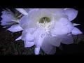 2018 Night Blooming Cereus (September Blooms Part II)