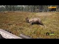 HEART SHOT on HUGE BULL MOOSE! The Hunter Call of the Wild