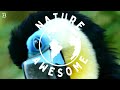 The Magnificent Toucan | Breathtaking Nature & Relaxing Sounds | Calm & Stress Relief | Jungle