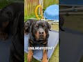 5 Things Only a Rottweiler Owner Will Understand! 🐾🐕