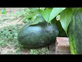 How To Grow Mango with Watermelon Trees From Mango and Watermelon Fruit Using Aloe Vera