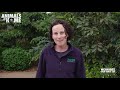 Gorilla keeper talk from Werribee Open Range Zoo