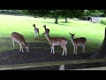 Dears in Hamstead Heath