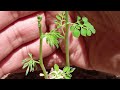 MORINGA  propagation from ROOTS