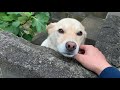 日本一優しいお手ができる白い犬 / She can do the most peaceful shake hands in Japan