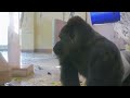 Elderly Female Gorilla has grown Feeble but Still Has Dignity | The Shabani's Group