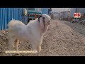 Biggest & Most Beautiful Hyderbadi & Punjabi Beetal Goats | #bakraeid2024 (☎️ 9029515777)