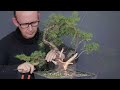 Important Juniper Bonsai Styling Techniques: Pruning, Deadwood Creation, Wiring and Styling.