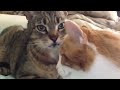 ASMR Cats grooming each other (LOOPED)