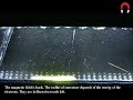 Thermoelectric Cloud Chamber [1080p]