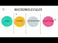 Beginners Guide to MACROMOLECULES