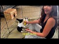 Watch these shelter bunnies react to banana for the first time!