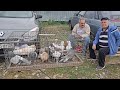 Pigeons prices Bird market Pyatigorsk -ch1