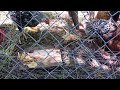 CHICKENS DRONE BROOD COMB 20150810