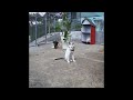 🐱 IMPOSSIBLE TRY NOT TO LAUGH 😆🙀 New Funny Catss 2024 😅