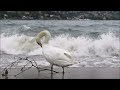 Via col vento... lungolago di Como - Gone with the wind... Lake Como.