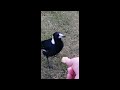 Are you HUNGRY, Wild Magpie? (Hand-feeding) #shorts