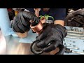 HOW TO // Take Apart & Grease Your Dirt Bike Bearings & Linkage - Lubricate your Motorcycle Chassis