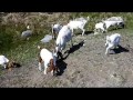 If Goats had Sound effects: Funny goat video: Diary of a Goat-Lass