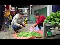 Harvesting the garden of Long Beans Going to the market to sell | Cooking - Taking care of puppies