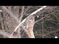 Barred Owl - Pt 1