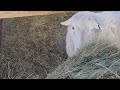 Sheep Vlog: Installing an Electric Fence