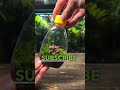 Super Easy Up-cycled Terrarium ♻️🌱