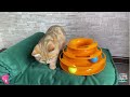 Kiditor -Funny Cat | Funny Cat Video |funny cat videos 2022 |funny cat videos try not to laugh🐈🐈😺