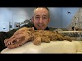 36000 Year Old Bison Found in Permafrost with Fresh MEAT to Eat
