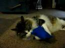 Menace, our Lucky Maine Coon cat gets into catnip