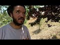 Huge Fruit Harvest, Storms, And River Swimming | Rural Living In Portugal