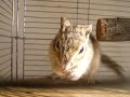 シマリス 黄昏のおめかし.MOV