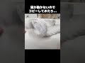 猫が動かないのでそのままコピーしてみたら...#shorts