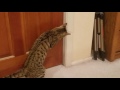 Bengal cat opens door