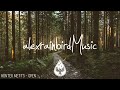 Into The Woods 🌲 - A Mysterious Folk/Pop Playlist