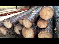 Sawmill: From Stand Trees to Lumber!