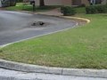 Ducks and other birds at the pond by St. James Church