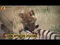15 Lion Attacks You Never See Before