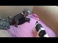 Puppies wrestling .. barking.