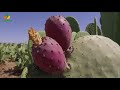 Cactus Pear Fruit Production (English version)