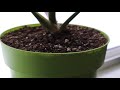 Get Rid of Fungus Gnats - for  Propagation and Houseplants