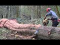 Legendary old Power Saw, puts New chainsaws to shame