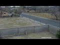 2018 03 11 Peacocks Fighting