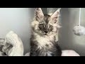 Sweet Freya's Adorable Homecoming: Meet Our Maine Coon Kitten!