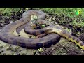 जब Black Mamba, Anaconda और Titanoboa आपस में भिड़ेंगे | Black Mamba vs Anaconda vs Titanoboa